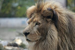 king_lion_pl.jpg